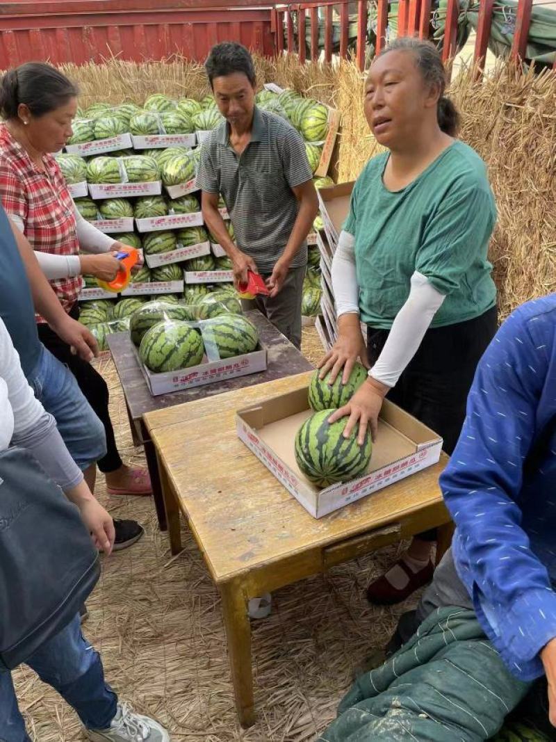 精品西瓜大量上市美都8424产地直发皮薄个大甜度高发全国