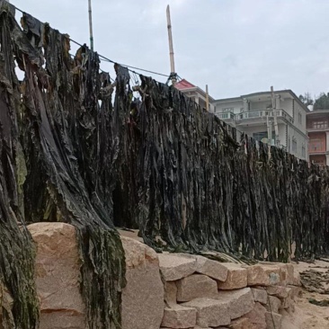 批发无沙干海带