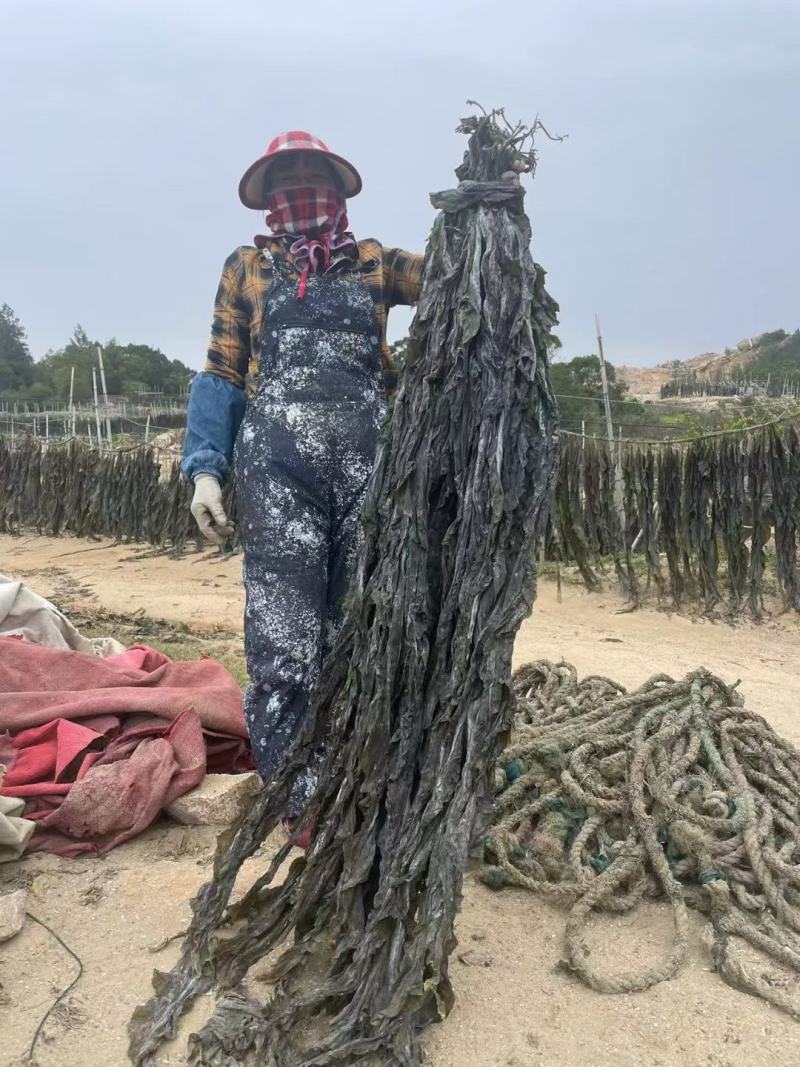 批发无沙干海带