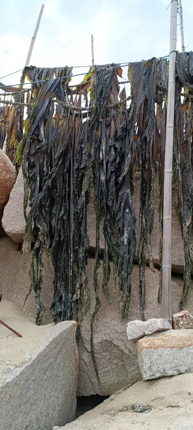 批发无沙干海带