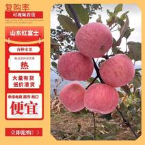 【爆】山东苹果红富士苹果一手货源质优价廉品质保障