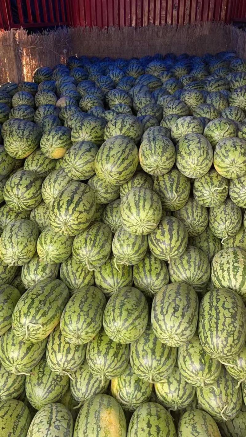 湖北黑美人西瓜黑皮瓜绿裳大量上市果大皮薄包熟包甜发往全国