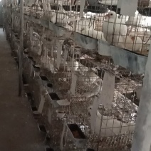 自有基地鸽子精品现捡现发