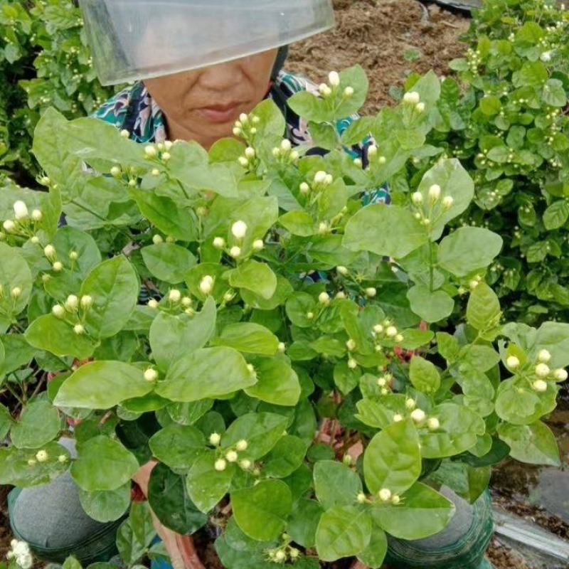 横县茉莉花盆栽盆景花卉绿植，枝干粗壮，花苞繁多，清雅芳香