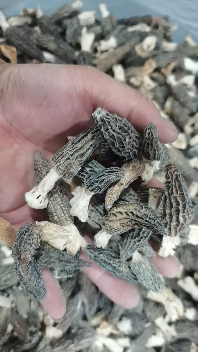 菌汤包专用酒店专用特价货羊肚菌干货3-5