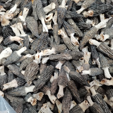 菌汤包专用酒店专用特价货羊肚菌干货3-5