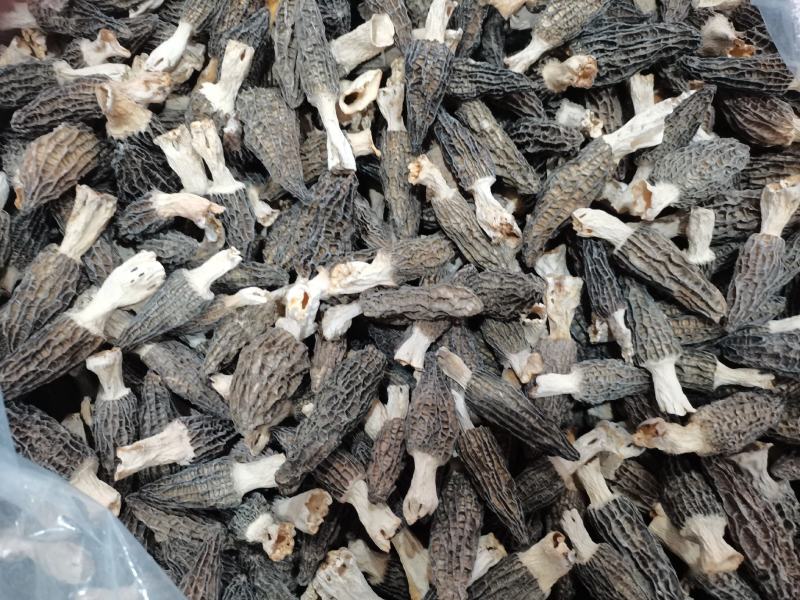 菌汤包专用酒店专用特价货羊肚菌干货3-5