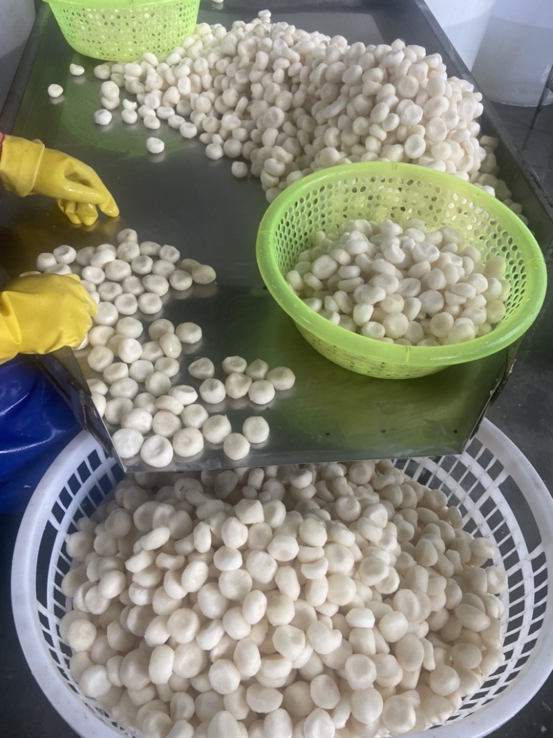 速冻马蹄丁做马蹄爆珠和狮子头的原料更是做饺子的灵魂伴侣。
