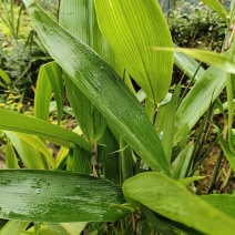 粽子叶新鲜发货，货源充足稳定供货，可视频规格齐全