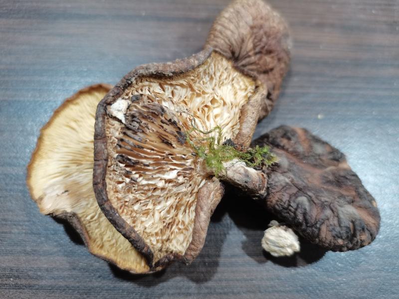 野生香菇干货，短柄。干度高。