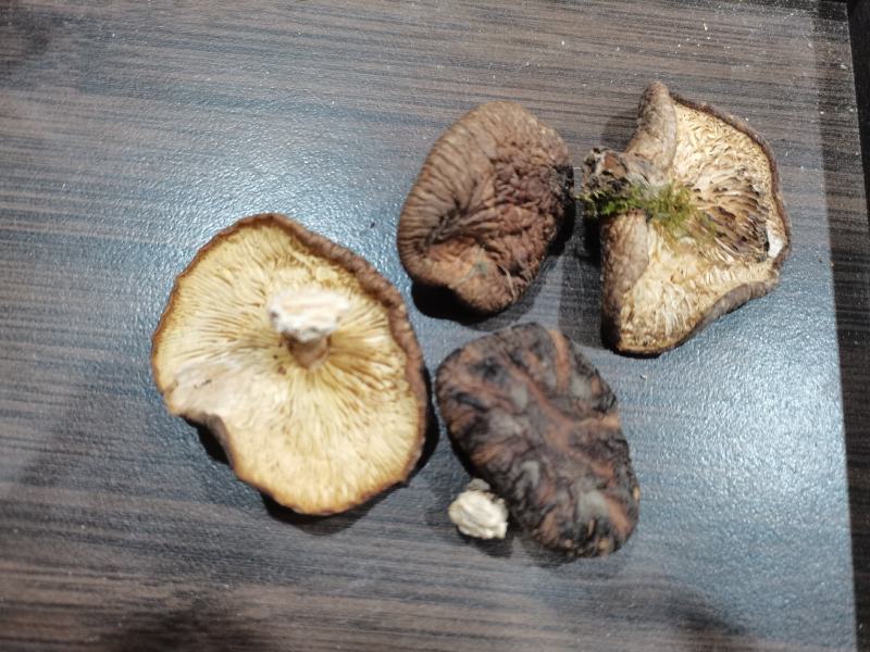 野生香菇干货，短柄。干度高。