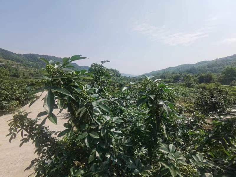 鲜青花椒麻味足，货好大量有货九叶青大量有货