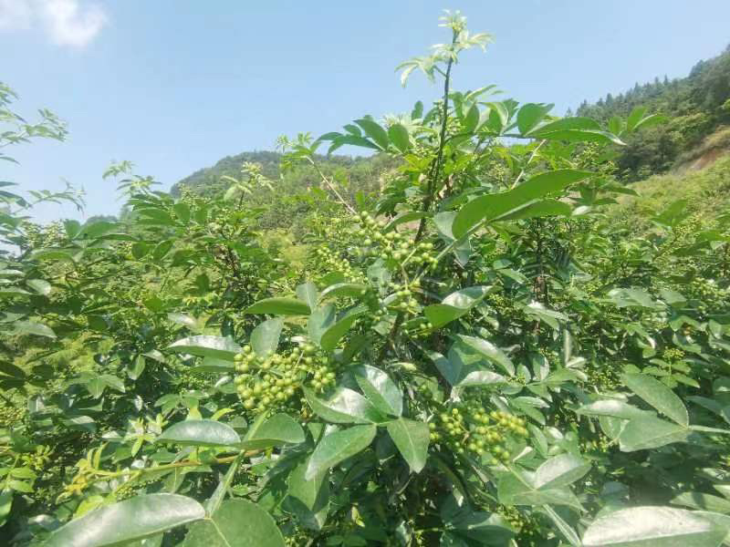 鲜青花椒麻味足，货好大量有货九叶青大量有货