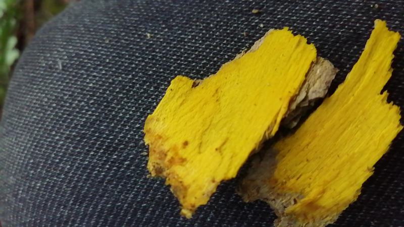 云南野生十大功劳刺黄莲