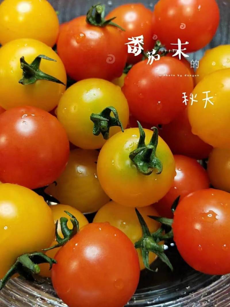 小番茄