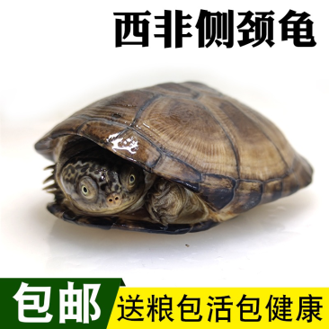 西非侧颈龟