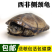 西非侧颈龟