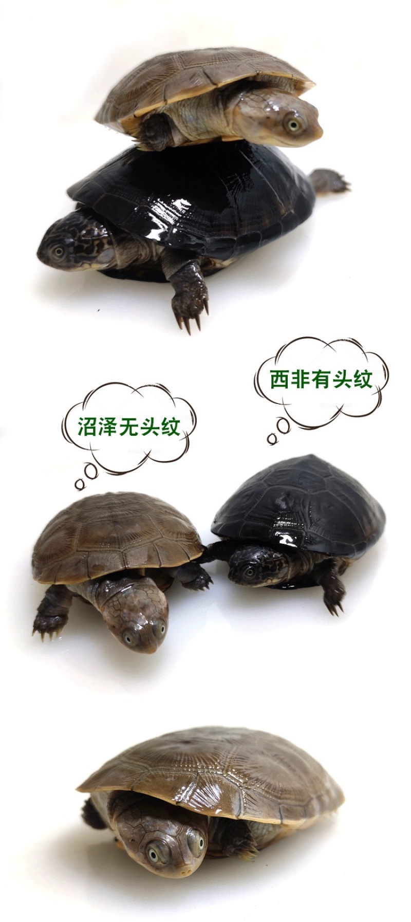 西非侧颈龟