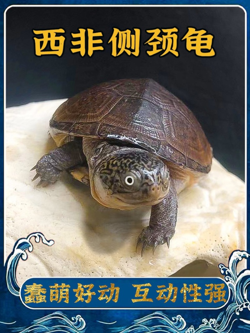 西非侧颈龟