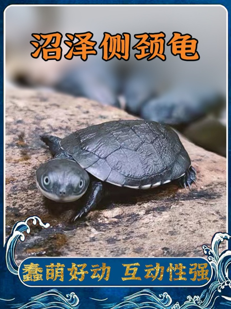 西非侧颈龟