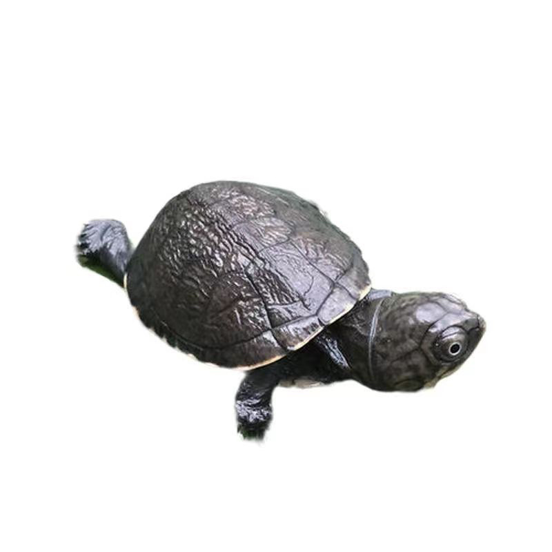 西非侧颈龟