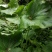 云南野生中草药款冬花引种苗