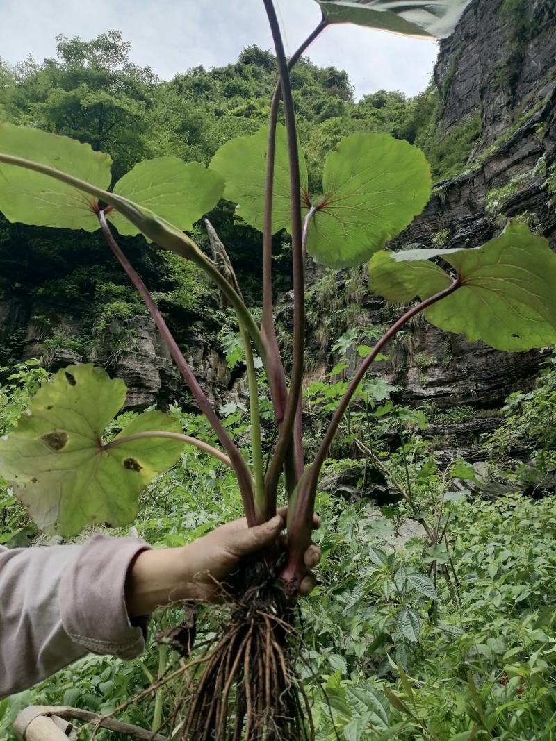 云南野生中草药款冬花引种苗