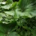 云南野生中草药款冬花引种苗