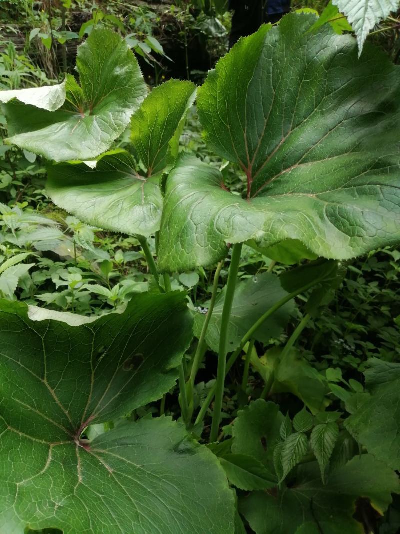 云南野生中草药款冬花引种苗