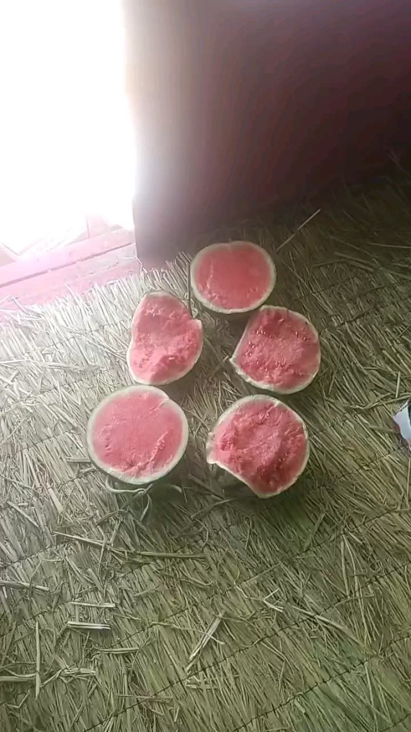 产地万亩大棚露天西瓜无籽有籽麒麟美都大量上市代收代发