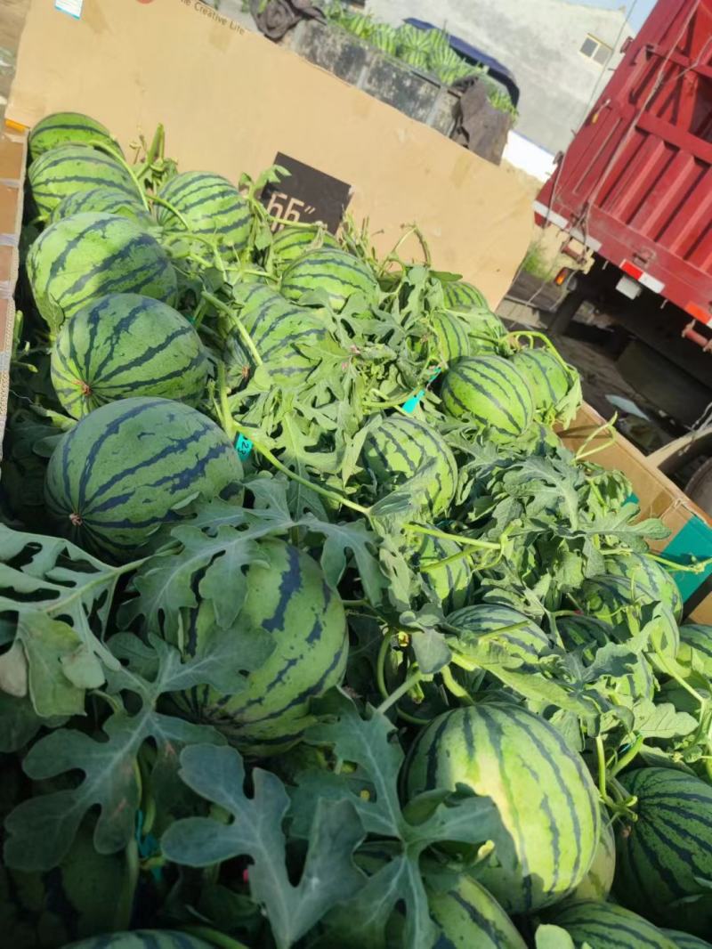 产地万亩大棚露天西瓜无籽有籽麒麟美都大量上市代收代发