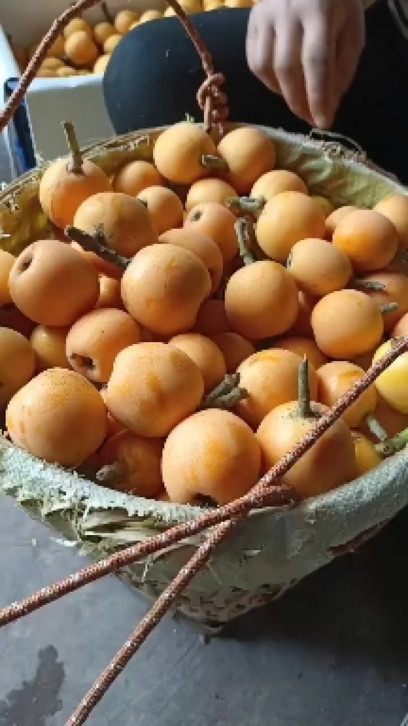 巴阳大5星大量上市