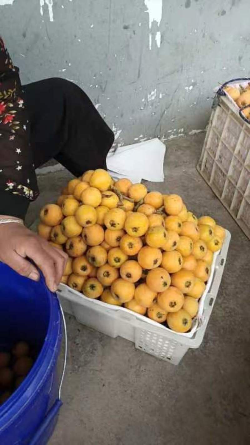 巴阳大5星大量上市