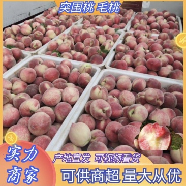推荐湖北毛桃精品突围桃大量供货中货源充足供批发商