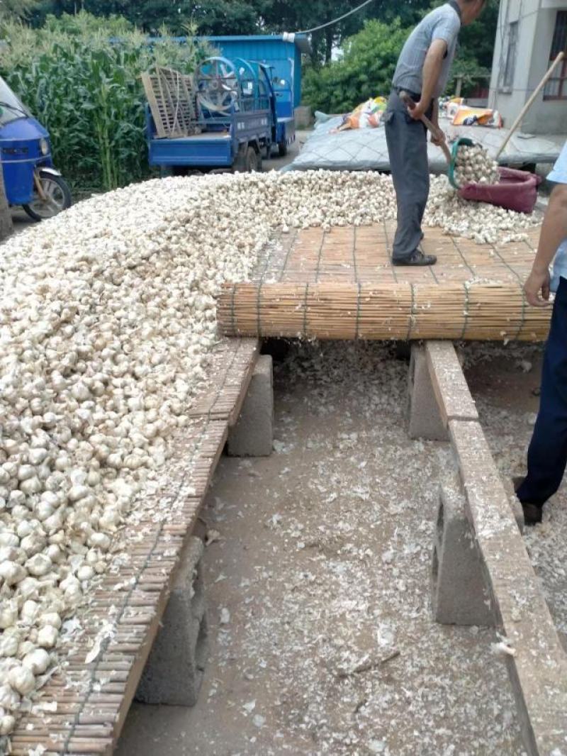 优质大蒜种子白皮蒜红根蒜品类齐全大量有货视频看货代发全国