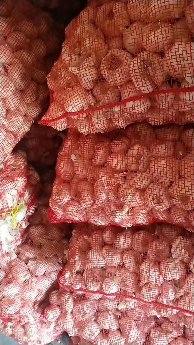 优质大蒜种子白皮蒜红根蒜品类齐全大量有货视频看货代发全国