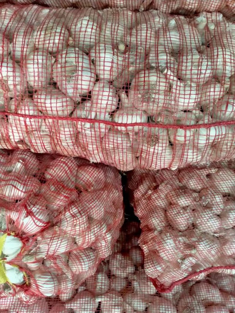 优质大蒜种子白皮蒜红根蒜品类齐全大量有货视频看货代发全国
