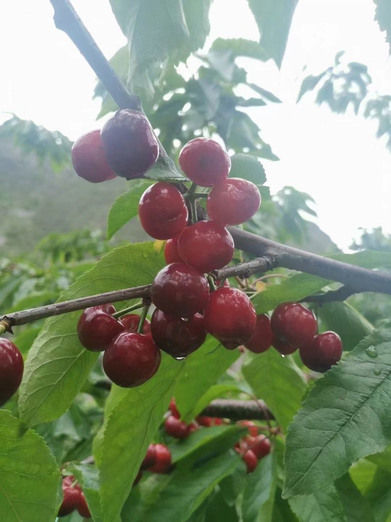 汶川车厘子大樱桃