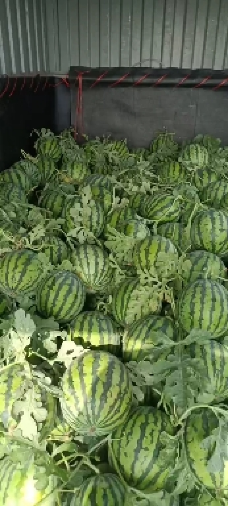 精品无籽美都西瓜大量上市