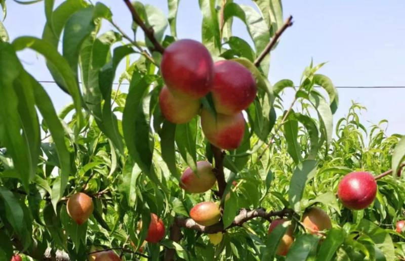大量现货供应无公害油桃