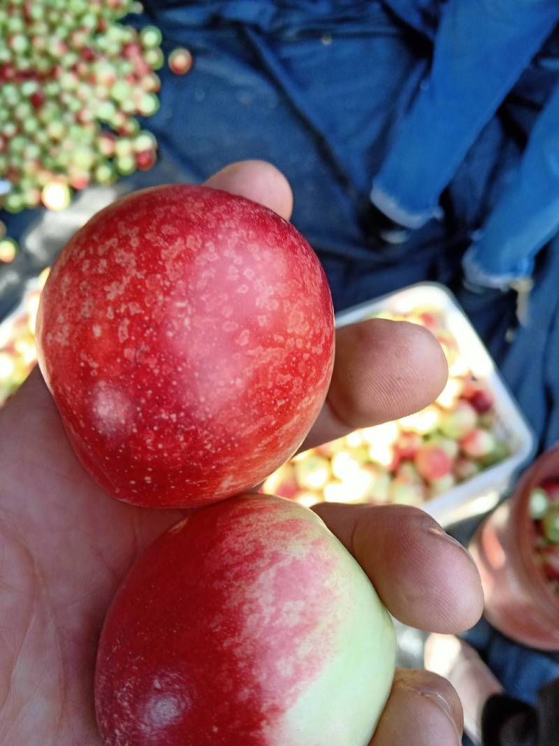 大量现货供应无公害油桃