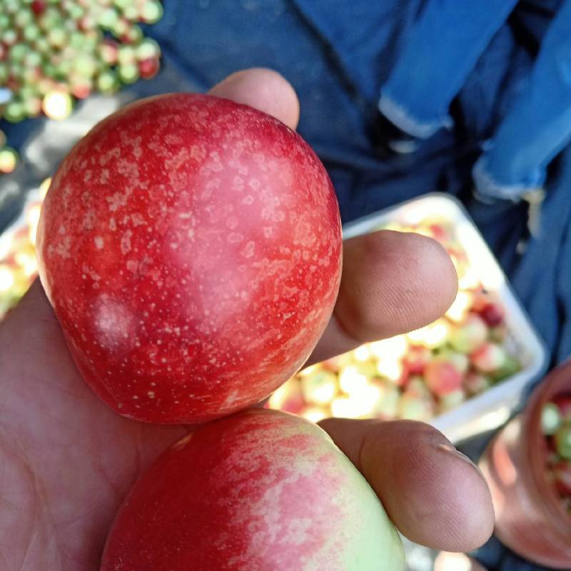 大量现货供应无公害油桃