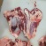 牛楠块牛腱子牛肉牛排牛鞭