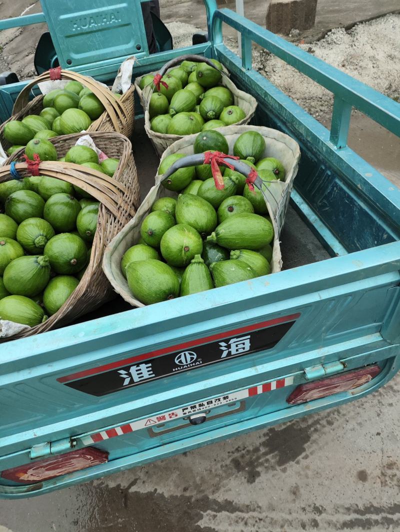 精品南瓜小南瓜大量上市中对接商超市场品质保障来电