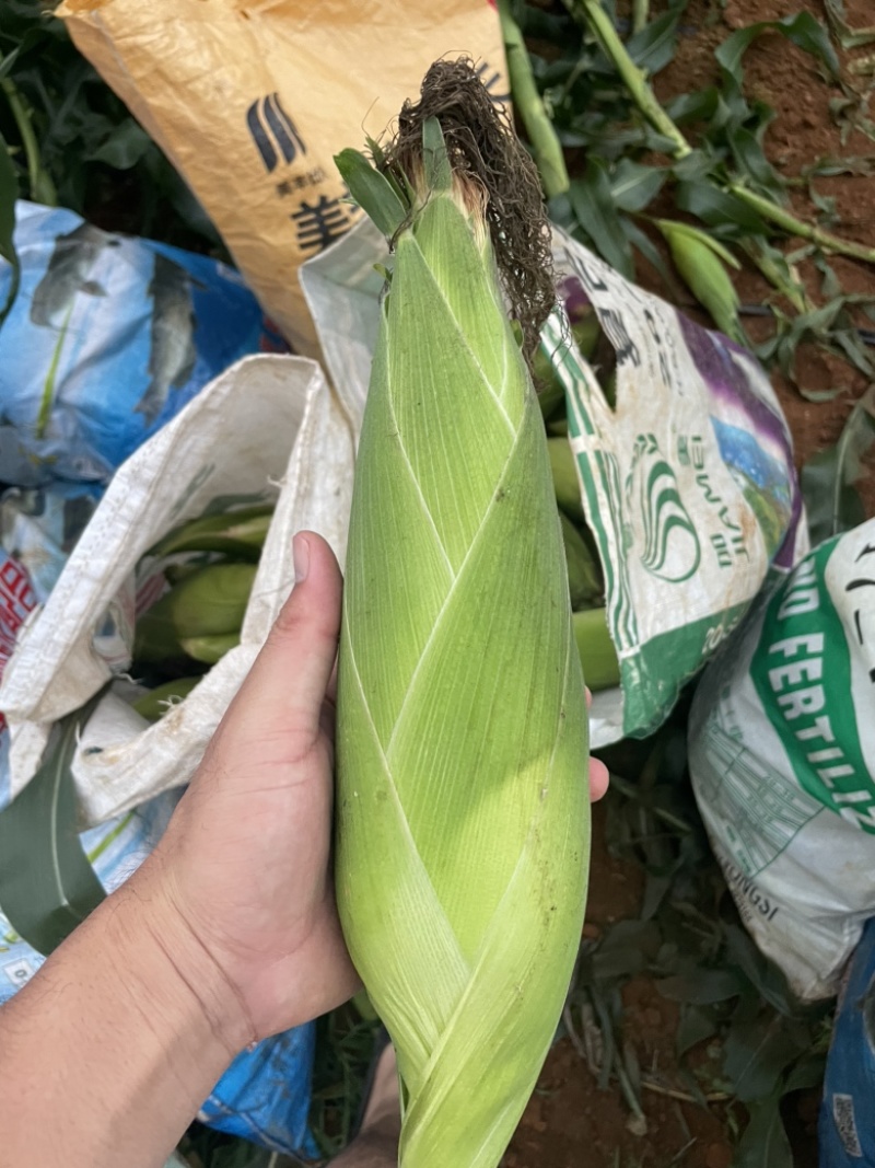 广西南宁横县玉米，太阳花甜玉米，实力够强，货源号