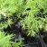 飞燕草