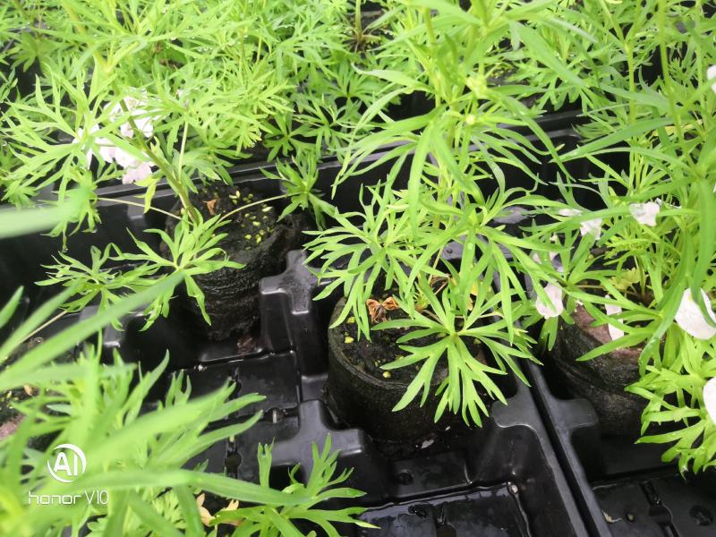 飞燕草