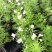 飞燕草