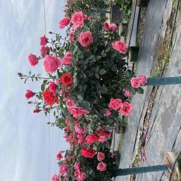 山木香树桩月季基地直发，货真价实