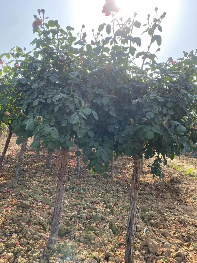 山木香树桩月季基地直发，货真价实